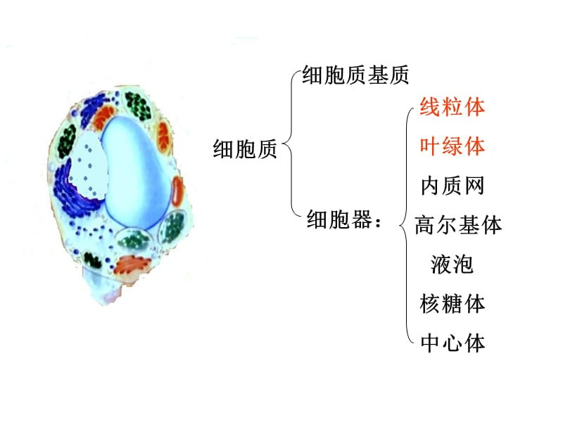 线粒体和叶绿体的结构和功能.ppt_第3页