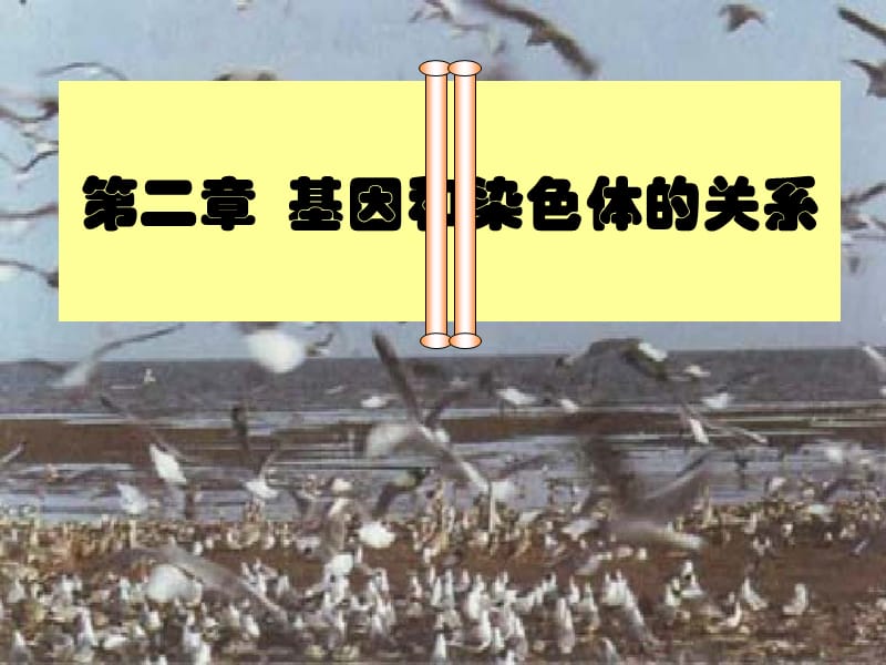 基因和染色体的关系（减数分裂和受精作用）.ppt_第1页