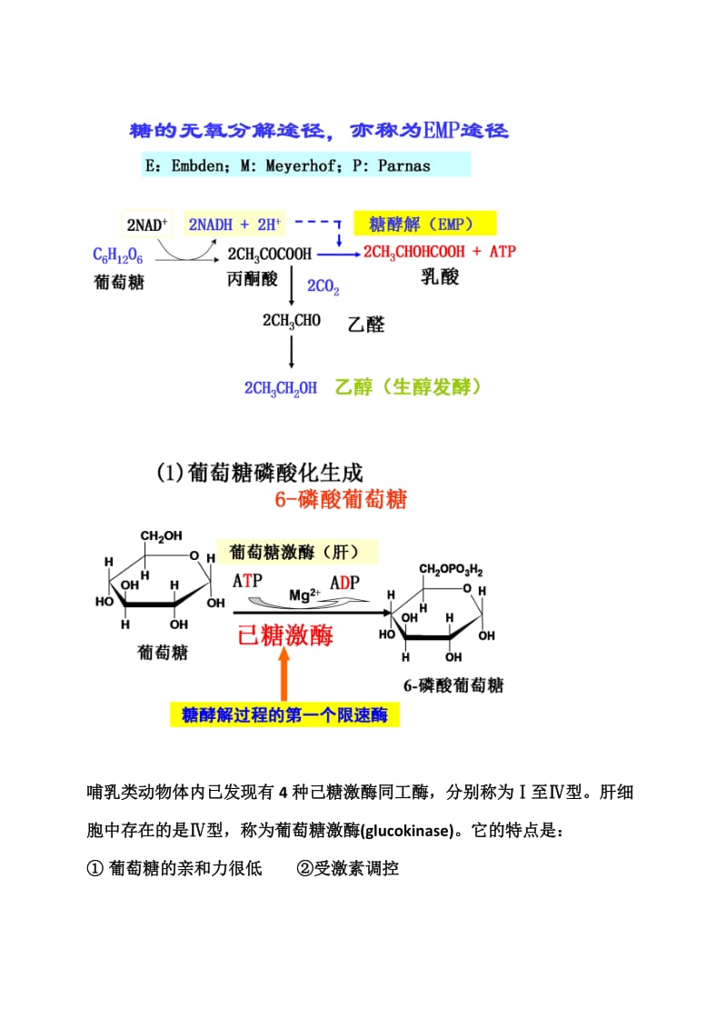 生物与化学复习资料第七章糖代谢广东医学院.doc_第3页