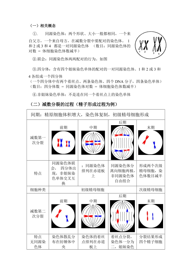 分析有丝分裂减数分裂详尽分析.doc_第2页