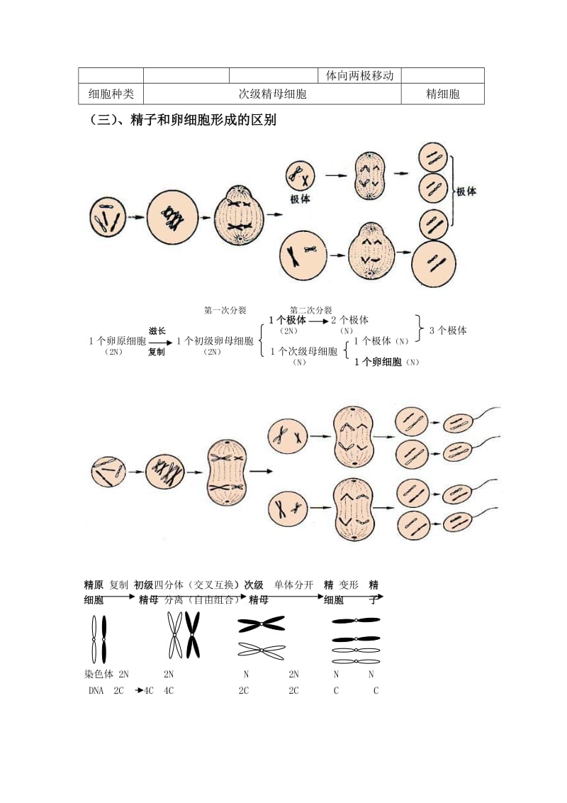 分析有丝分裂减数分裂详尽分析.doc_第3页