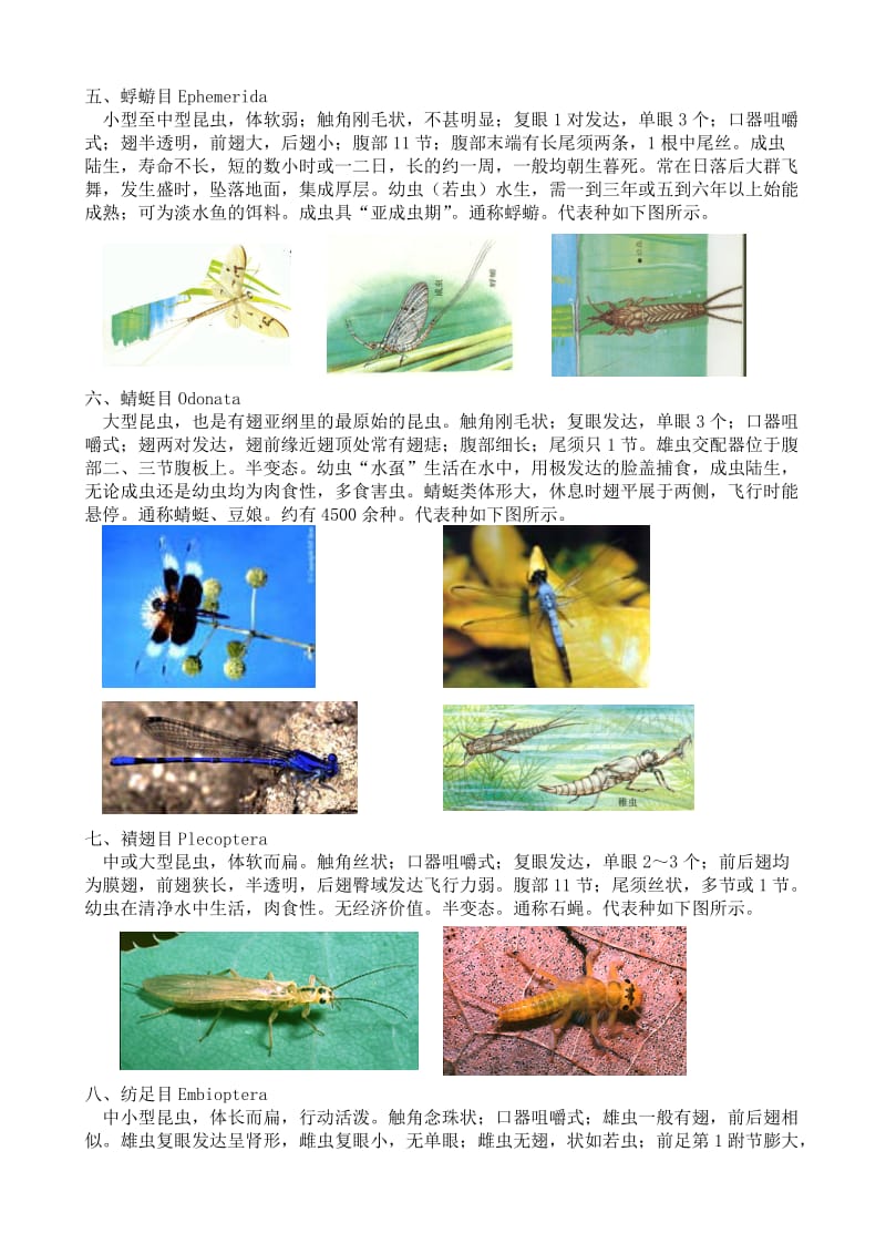 最全面的昆虫纲各目和主要科的识别特征.doc_第2页