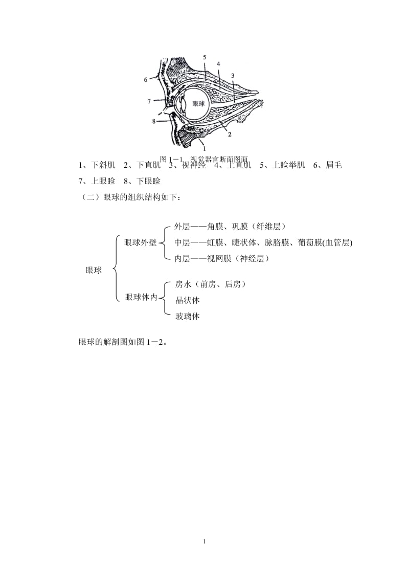 视觉器官和眼的解剖.doc_第2页