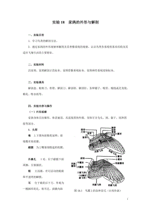 家鸽的外形与解剖.doc