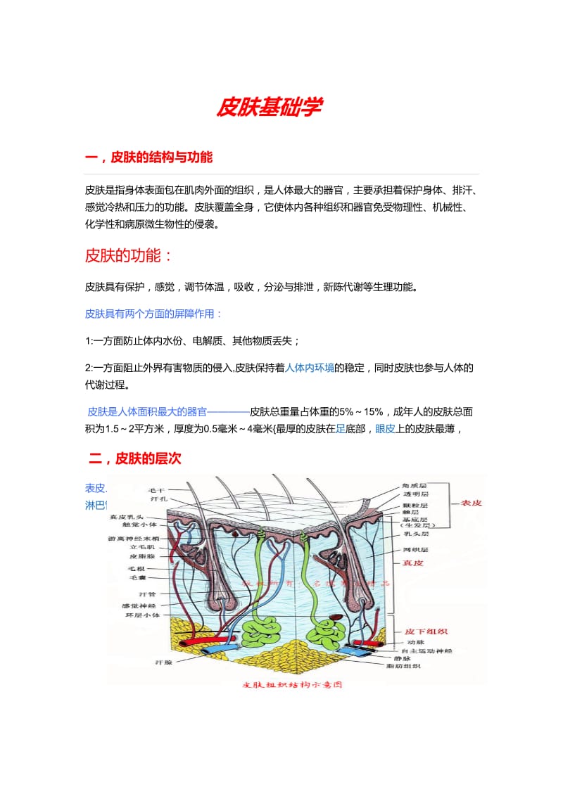 皮肤基础知识.doc_第1页