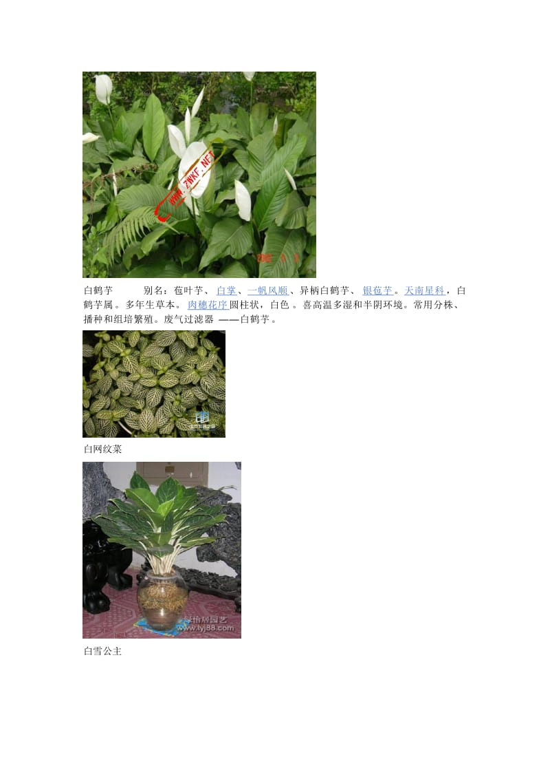 室内观赏植物知识.doc_第3页