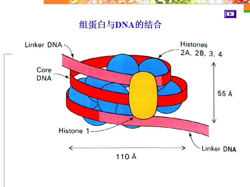 核酸210秋.ppt_第2页