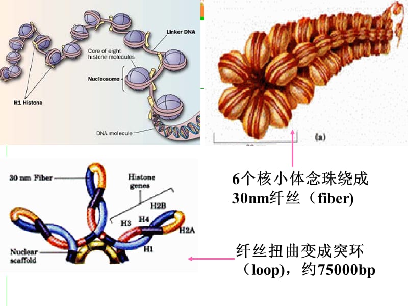 核酸210秋.ppt_第3页