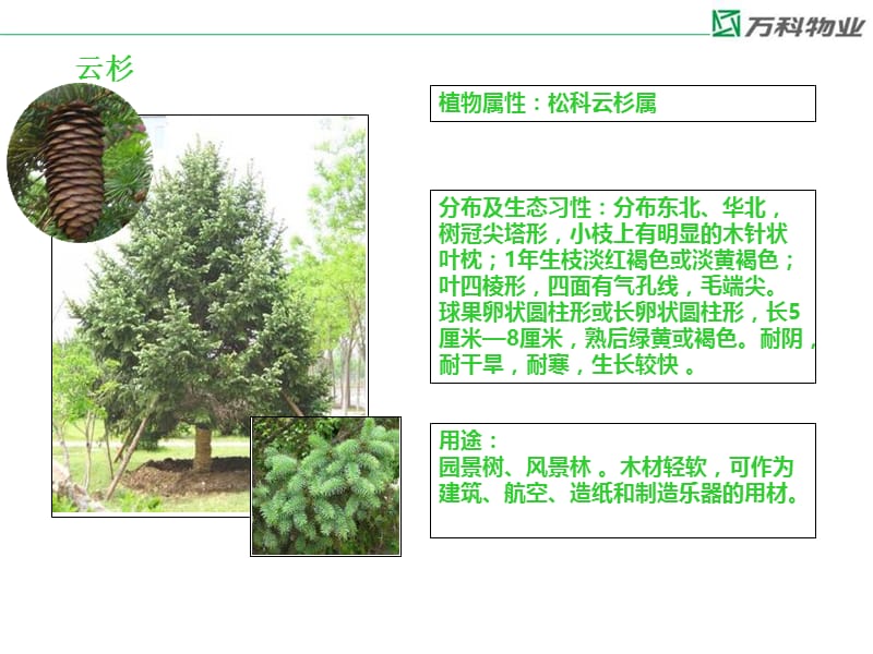 大连公司植物图册.ppt_第3页