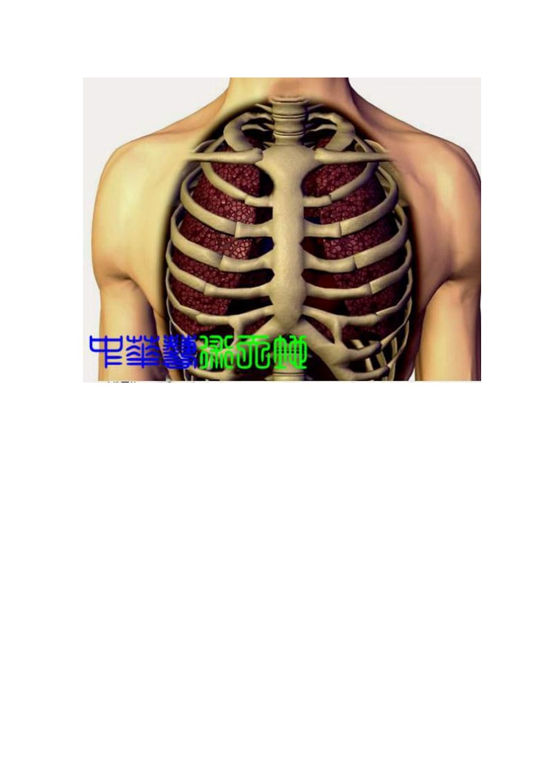 胸椎、颈椎、腰椎、骨棘突定位图文学解.doc_第3页