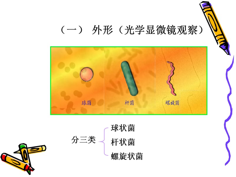 环境微生物学.ppt_第3页