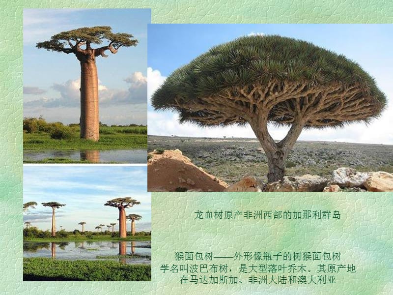 丰富多彩的生物世界.ppt_第2页