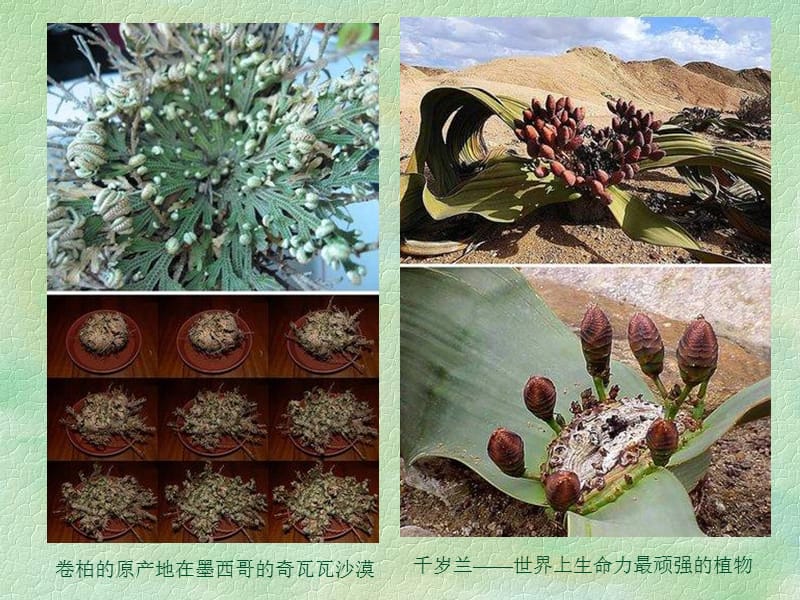 丰富多彩的生物世界.ppt_第3页