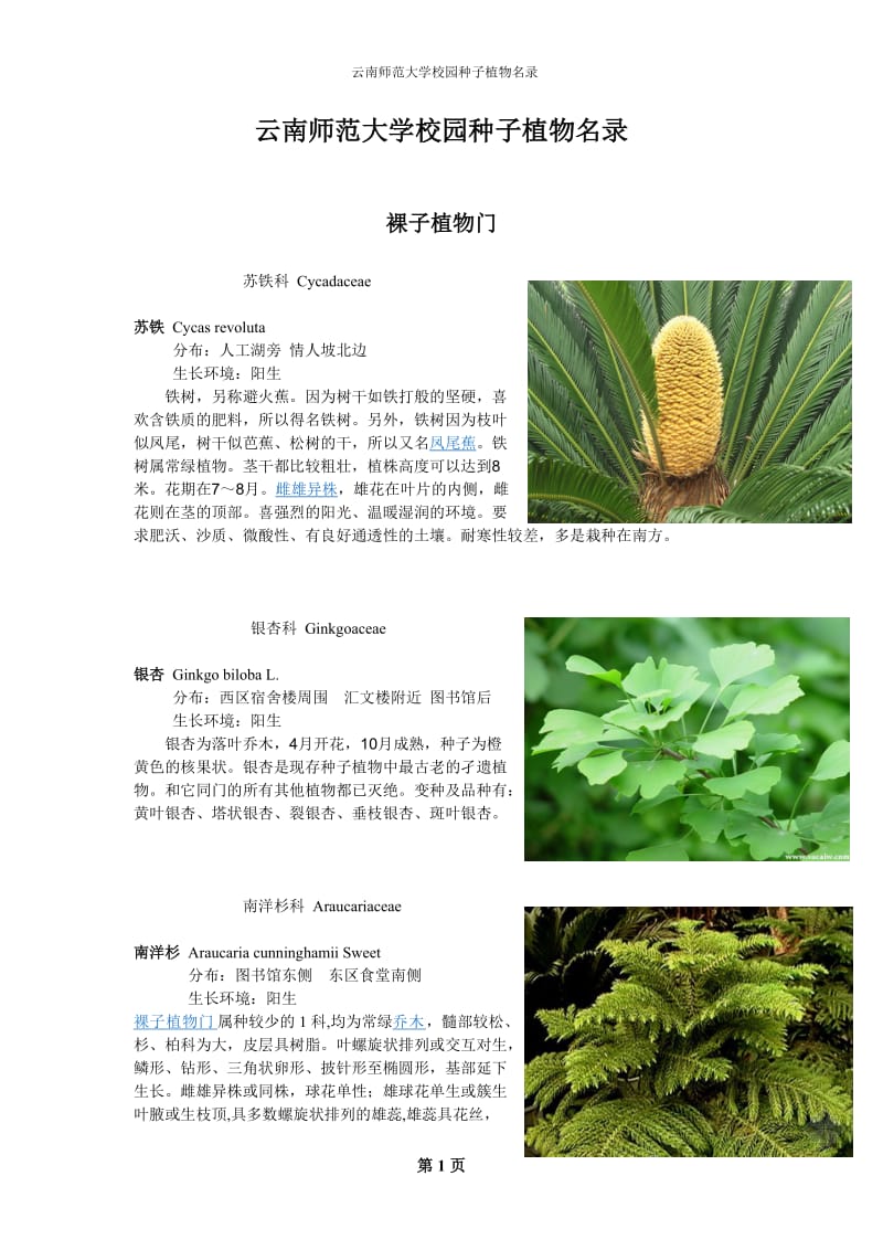 云南师范大学校园种子植物名录(有图).doc_第1页