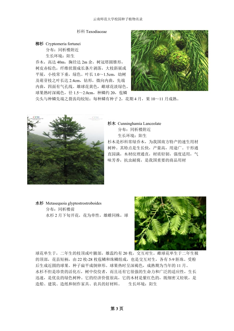 云南师范大学校园种子植物名录(有图).doc_第3页