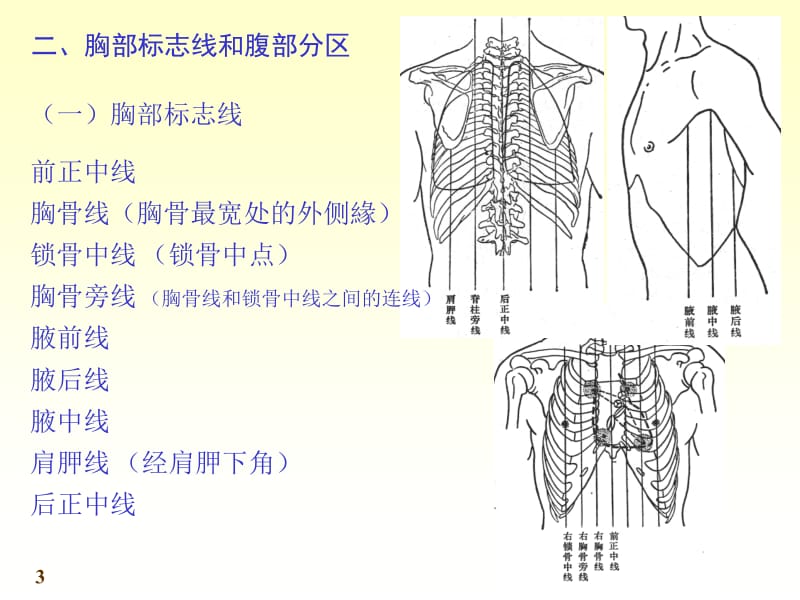 人体系统解剖教程5-内脏学-总论和消化系统 (2).ppt_第3页