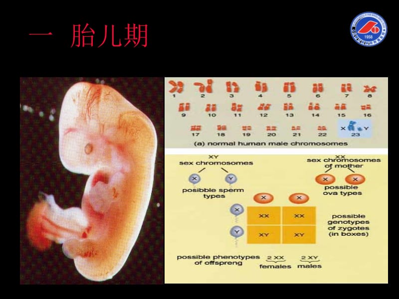 内蒙古医学院附属医院妇产科.ppt_第3页