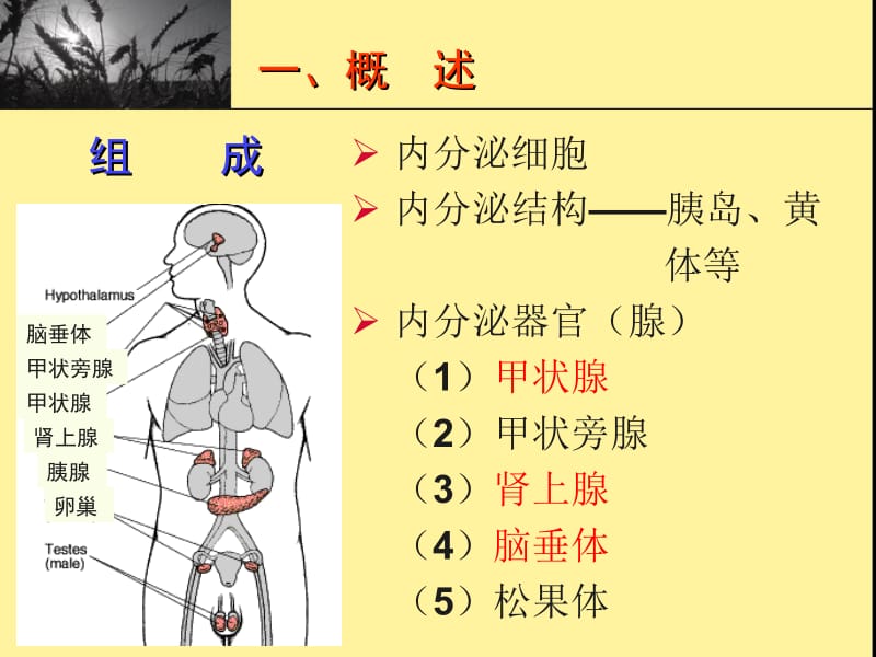 内分泌系统PK (2).ppt_第3页