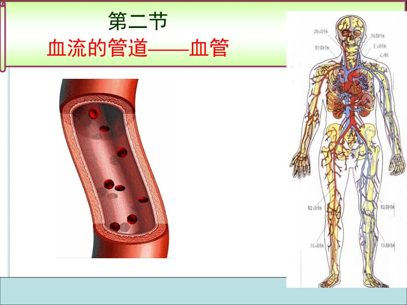 七年级生物下册第四章 第二节血流的管道-血管人教新课标版.ppt_第1页