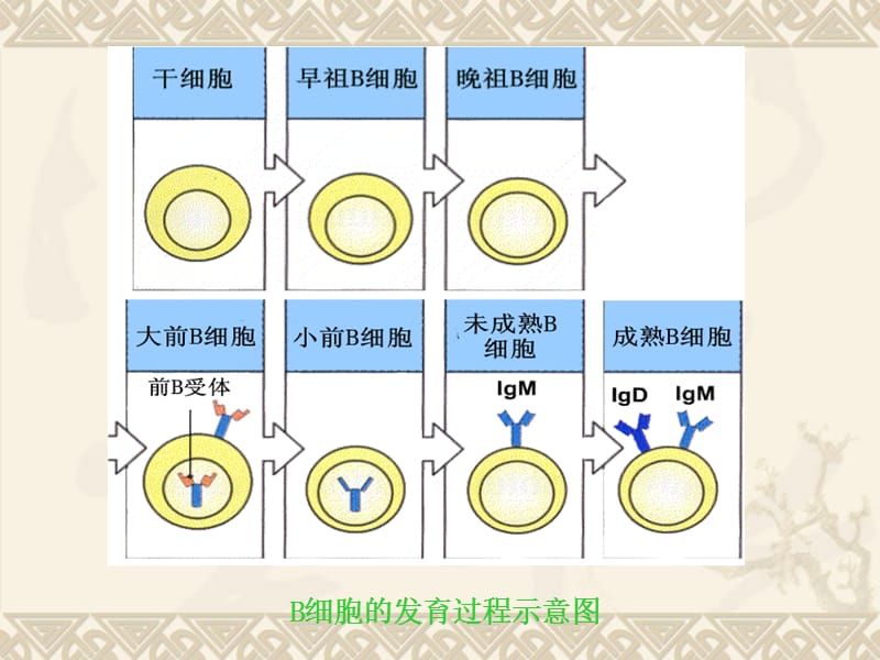 免疫学-5生物技术.ppt_第2页