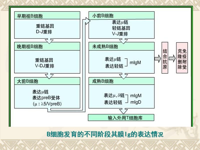 免疫学-5生物技术.ppt_第3页