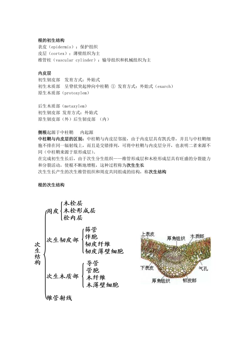 植物生物学整理资料.doc_第2页