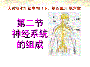 七年级生物下册_神经系统的组成课件__人教新课标版.ppt