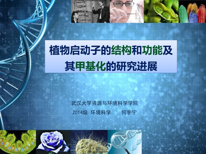 例会植物启动子及其甲基化.ppt_第1页