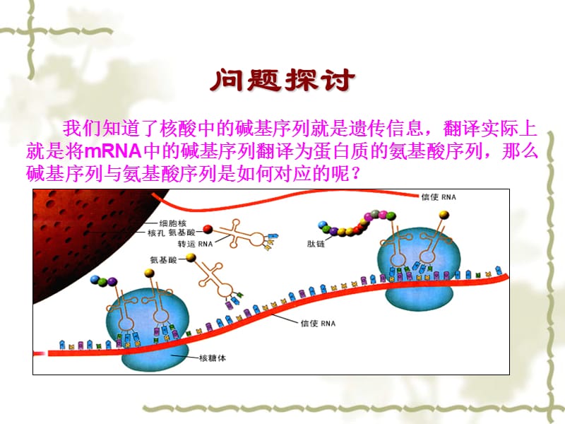 人教必修二生物第4章基因的表达第3节遗传密码子的破译.ppt_第2页