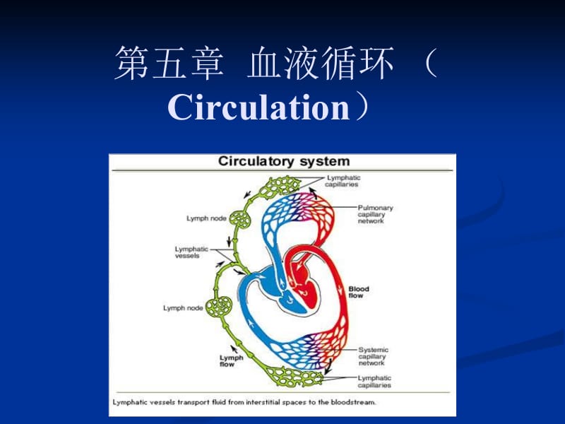 动物生理学血液循环.ppt_第1页