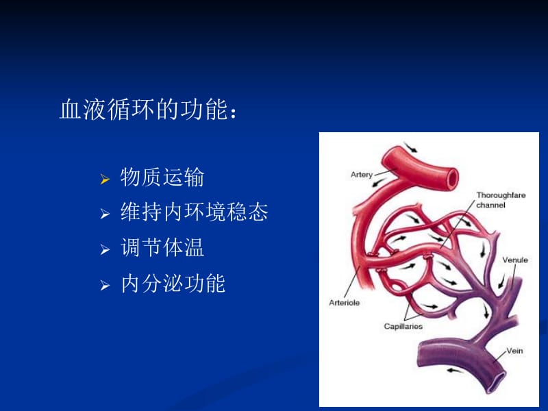 动物生理学血液循环.ppt_第3页