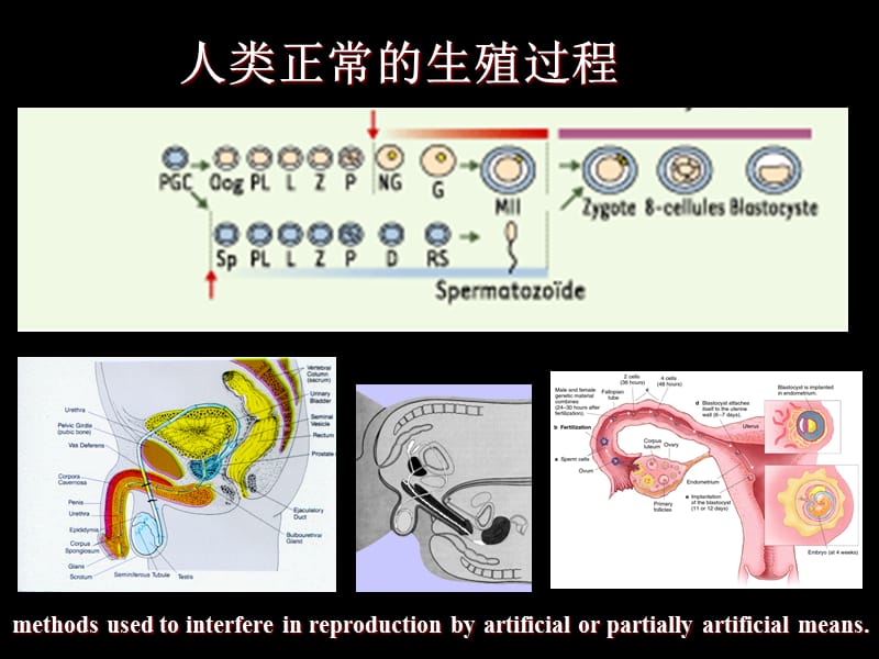 发育生物学AssistedReproductionTechnology-2011-9-27.ppt_第2页