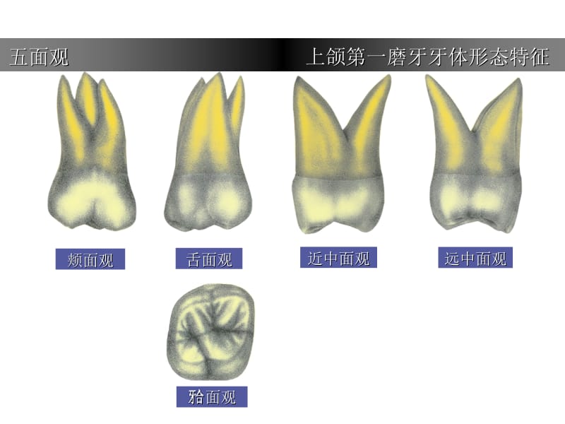 上颌第一磨牙牙体形态简述 (2).ppt_第3页