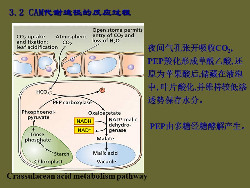 光合作用3 (2).ppt_第2页