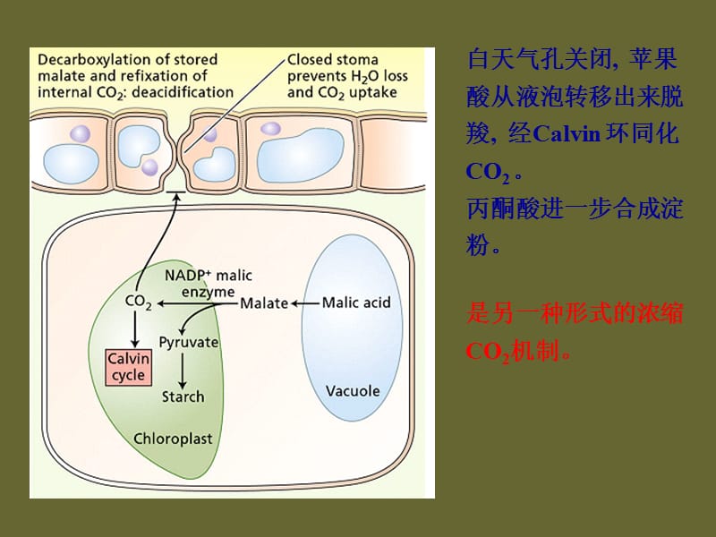 光合作用3 (2).ppt_第3页