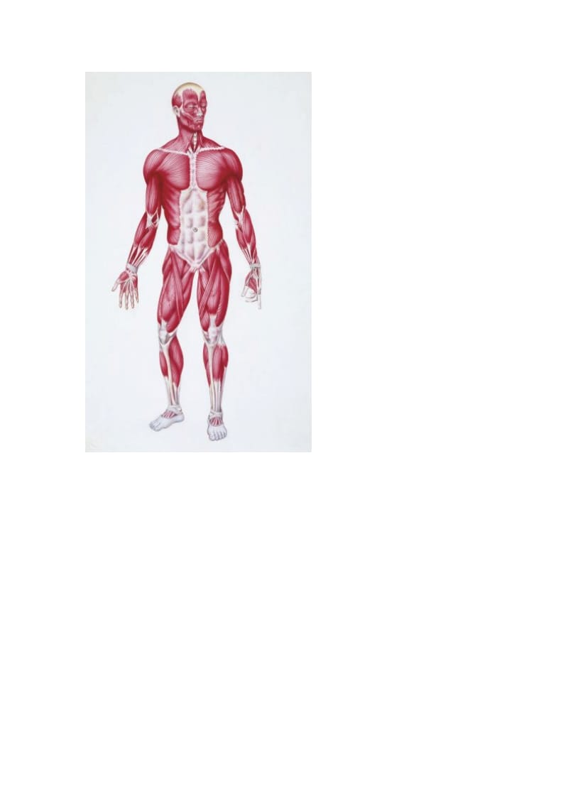 最全运动肌肉解剖.doc_第2页