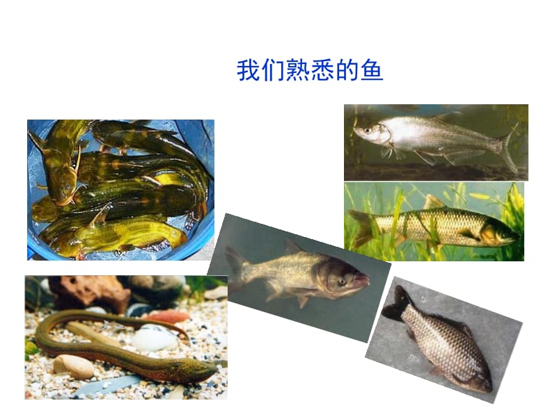 动物学鱼纲.ppt_第2页