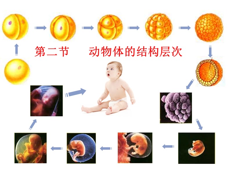 人教版七上第二单元第三章第二节动物体的结构层次（共40张PPT）.ppt_第1页