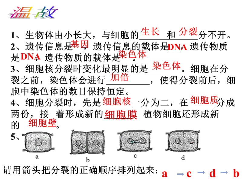 人教版七上第二单元第三章第二节动物体的结构层次（共40张PPT）.ppt_第2页