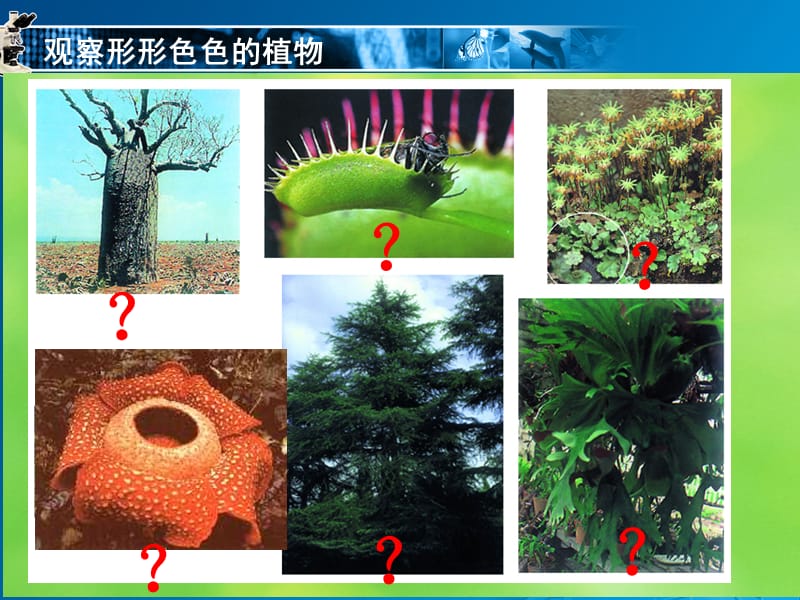 地面上的植物s.ppt_第3页