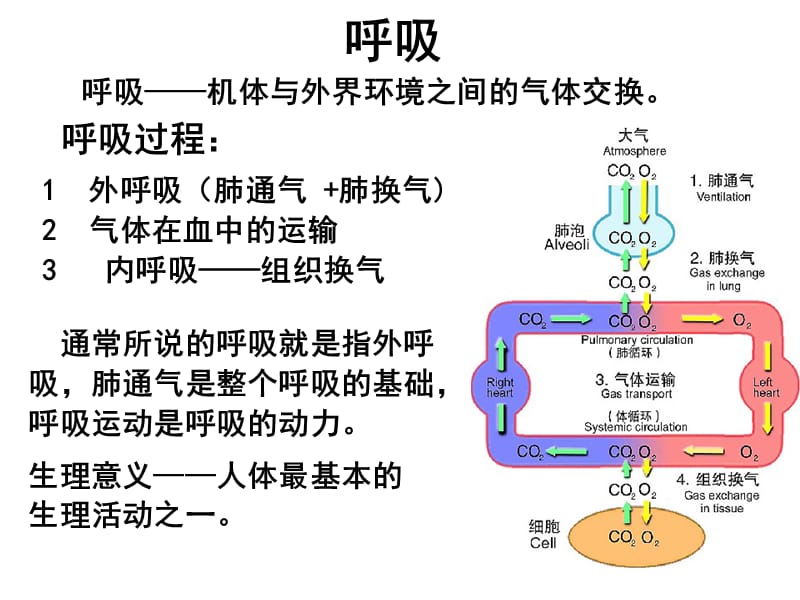 专科六版2015呼吸.ppt_第2页