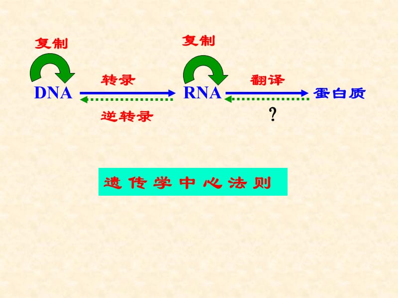 第13章 真核基因与基因组.ppt_第2页