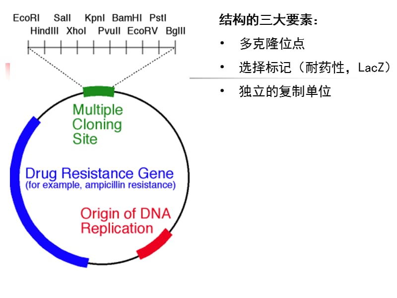 实验16-酶切与连接.ppt_第3页