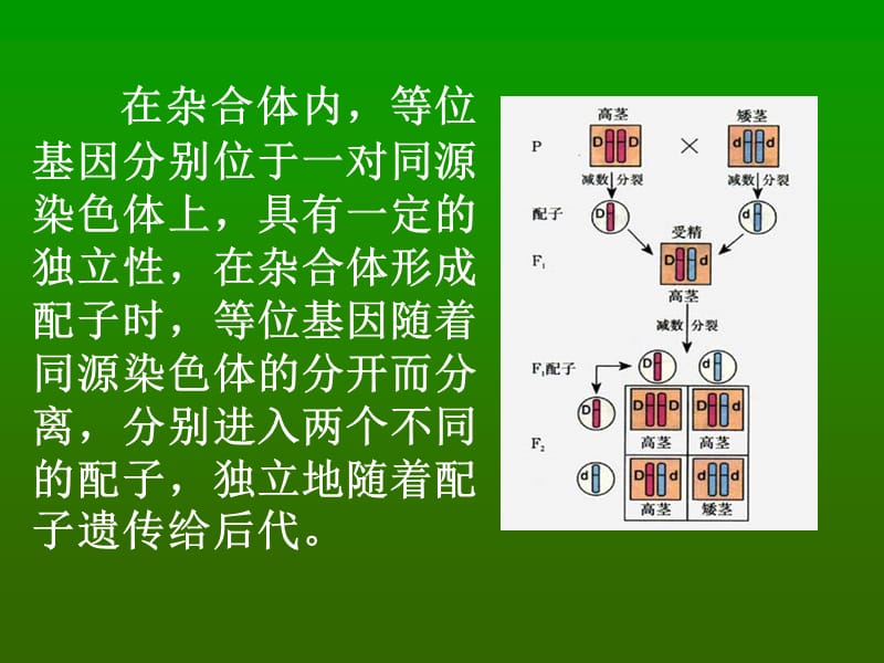 基因自由组合规律3.ppt_第3页