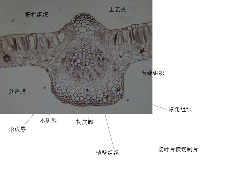 双子叶植物叶片结构.ppt_第2页