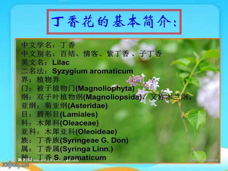 丁香花雅芳.ppt_第3页