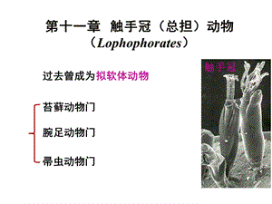 普通动物学第11章触手冠动物.ppt