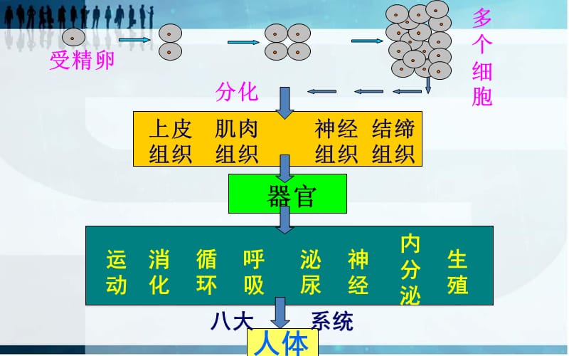 人教版生物七年级上册第二单元第二章第三节植物体的结构层次.ppt_第2页