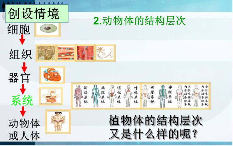 人教版生物七年级上册第二单元第二章第三节植物体的结构层次.ppt_第3页