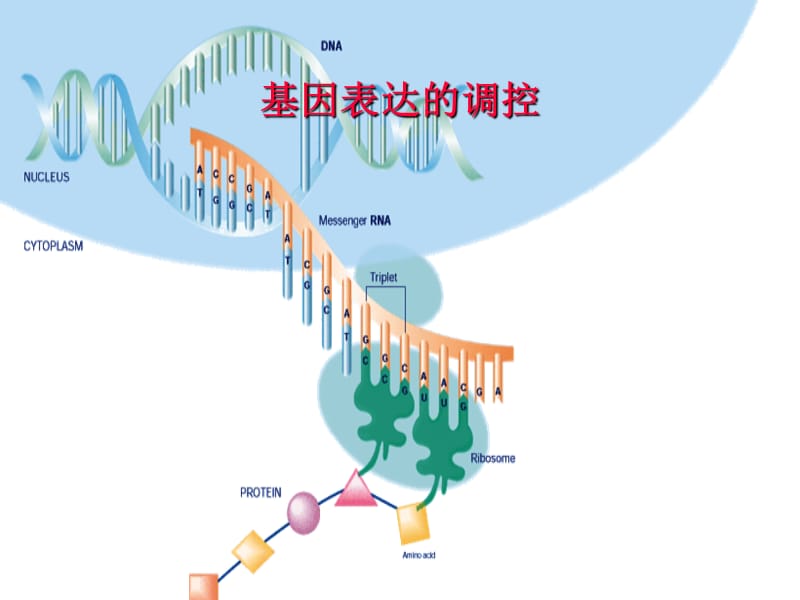 原核基因表达调控2011.ppt_第1页